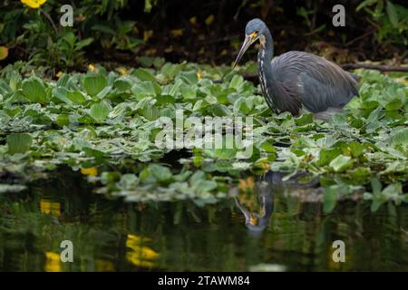 Ein dreifarbiger Reiher, der in einem Feuchtgebiet von Polk County, Florida, weht. Stockfoto