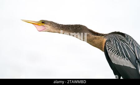 Eine Anhinga, die einen Warnruf gibt. Stockfoto