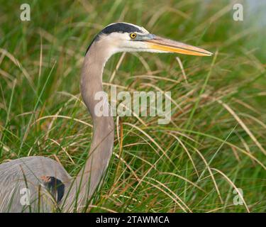 Ein großer blauer Reiher jagt am Rande des Sumpfes Stockfoto