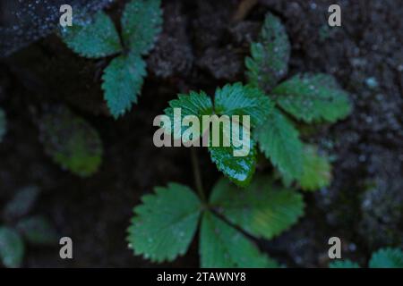 Eine Nahaufnahme grüner Blätter mit Wassertropfen darauf. Stockfoto