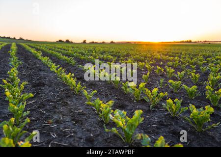 Landschaftsreihen junger Zuckerrübenpflanzen. Junge Schläge sprießen während des aktiven Wachstums. Agrarprozess Stockfoto