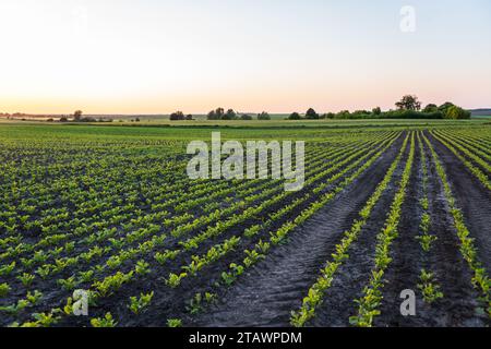 Landschaftsreihen junger Zuckerrübenpflanzen. Junge Schläge sprießen während des aktiven Wachstums. Agrarprozess Stockfoto