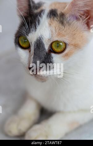 Nahaufnahme eines ernsthaften Katzengesichts Stockfoto