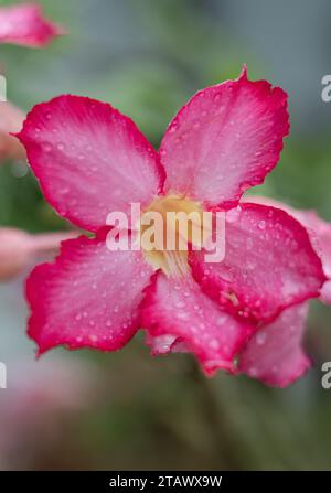 Rosa Frangipani-Blüte. Japanische Frangipani-Blüte Stockfoto