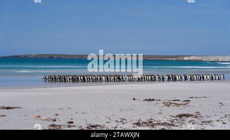 Große Gruppe von Königspinguinen (Aptenodytes patagonicus), die an einem Sandstrand am Volunteer Point auf den Falklandinseln entlang laufen. Stockfoto