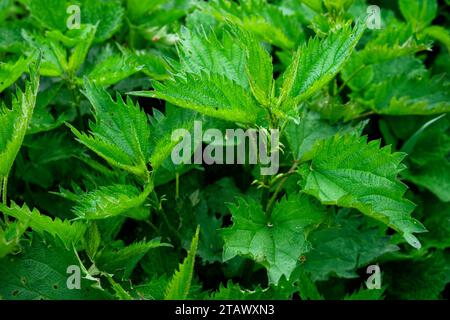 Eine Nahaufnahme einer Gruppe Brennnesselblätter mit verschwommenem Hintergrund. Stockfoto