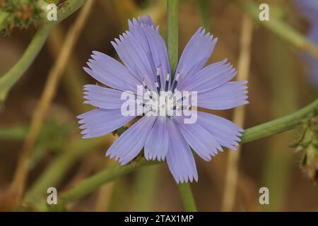 Detaillierte Nahaufnahme einer zerbrechlichen blauen Blume des wilden Cichorium, Cichorium intybus, im mittelmeer Stockfoto