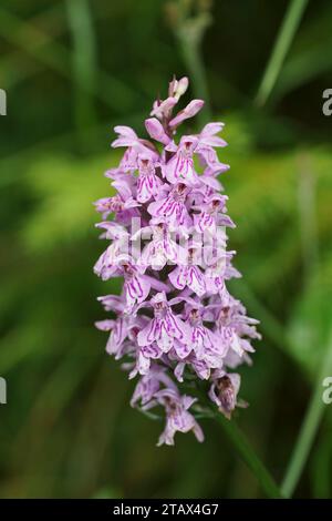 Natürliche Nahaufnahme auf der lila Blume der gemeinen gefleckten breitblättrigen Orchidee, Dactylorhiza fuchsii in den österreichischen alpen Stockfoto