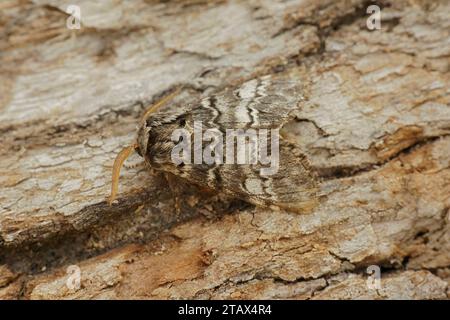 Detaillierte Nahaufnahme der weiß gestreiften Drymonia ruficornis, der Mondmarmorierten braunen Motte, die auf Holz sitzt Stockfoto