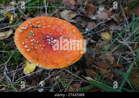 Natürliche Nahaufnahme auf einem roten hochgiftigen Fliegenpilz, Amanita muscaria auf dem Waldboden Stockfoto