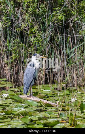Graureiher, Ardea cinerea, Bostherton lilly Ponds, Pembrokeshire, Wales, UK Stockfoto