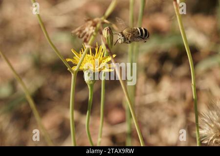 Natürlich in der Flugnähe auf einer blau gebreiften, weißen Karaffengräberbiene, Amegilla albigena nähert sich einer gelben Blume Stockfoto