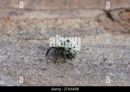 Detaillierte Nahaufnahme eines kleinen grauen europäischen Käfers, Cionus griseopubens, der auf Holz sitzt Stockfoto