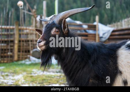 Ziege mit langen Hörnern auf dem Rasen. Stockfoto