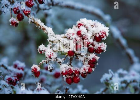 Rote Weißdornbeeren, bedeckt mit Raureif Stockfoto