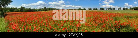 Feld mit rotem Mohn oder Mohn, Maismohn, Maisrosen, Feldmohn, flandermohn, auf lateinisch Papaver Rhoaes Stockfoto
