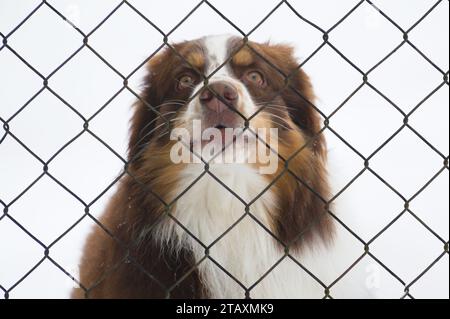 Porträt eines sehr traurigen Hundes hinter dem Zaun. Traurigkeit Tierausdruck, traurige Augen. Lustiges Tierfoto. Stockfoto