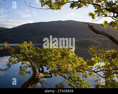 Blick auf Coniston Water im Lake District National Park, Cumbria. Die umliegenden Bäume sind in herbstlichen Farben gehalten und vom frühen Morgenlicht beleuchtet. Stockfoto