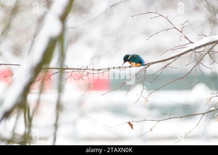 Alcedo athis alias eurasischer eisvogel fischt in seinem Lebensraum am Ufer des Flusses. Schöner, glänzender blauer Vogel. Der schönste Vogel in der Tschechischen Republik Stockfoto