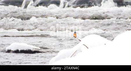 Alcedo athis alias eurasischer eisvogel fischt in seinem Lebensraum am Ufer des Flusses. Schöner, glänzender blauer Vogel. Der schönste Vogel in der Tschechischen Republik Stockfoto