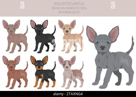 Xoloitzcuintle, mexikanischer haarloser Hund für den mittleren Welpen Clipart. Verschiedene Posen, Fellfarben gesetzt. Vektorabbildung Stock Vektor