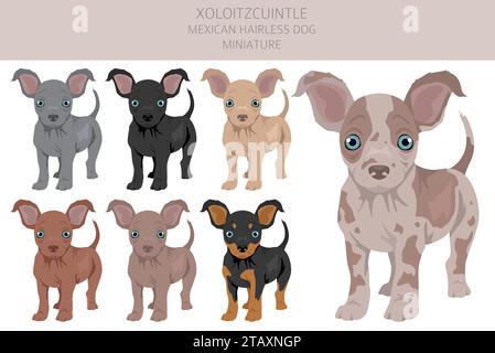 Xoloitzcuintle, mexikanischer haarloser Hund, Miniatur-Welpen-Clipart. Verschiedene Posen, Fellfarben gesetzt. Vektorabbildung Stock Vektor