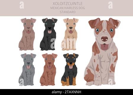 Xoloitzcuintle, mexikanischer haarloser Hund, Standard-Welpen-Clipart. Verschiedene Posen, Fellfarben gesetzt. Vektorabbildung Stock Vektor