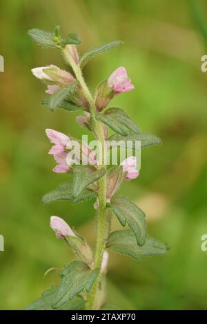 Natürliche Nahaufnahme auf einer hellrosa blühenden Roten Bartsia parasitäre Wildblume, Odontites vernus Stockfoto