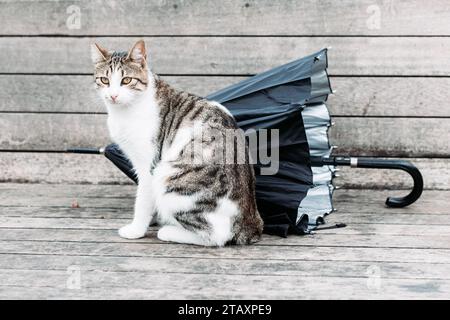 Eine streunende Straßenkatze sitzt auf der Bank mit einem Regenschirm neben ihr in Istanbul Stockfoto