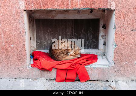 Streunende Straßenkatze schläft am kleinen Fenster in Istanbul Stockfoto