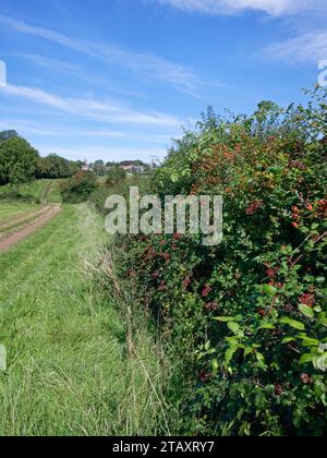 Brombeeren (Rubus fruticosus) und Hunderosen (Rosa canina) Reifen in einer Hecke neben einem Fußweg, der zum Dorf Marshfield in Gloucestershire, Großbritannien führt Stockfoto