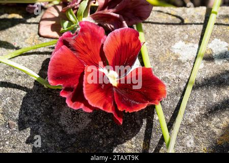 Nahaufnahme der schönen Frühlingsblühenden Roten Stiefmütterchen (Viola Tricolor var. Hortensis) Stockfoto