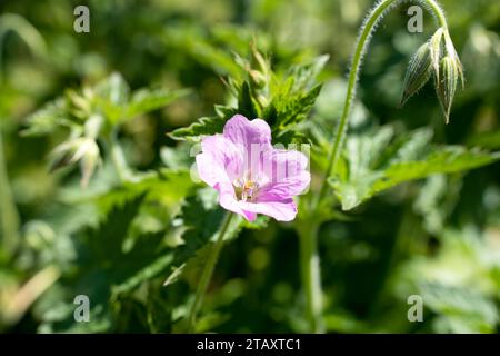 Schöne rosa Blume der Heckenkran-Schnabel auch bekannt als Berg-Kranichschnabel (Geranium pyrenaicum) Stockfoto