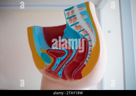 Medizinisch-anatomisches Modell des weiblichen Beckenbodens. Schulungshandbücher. Bildung, Medizin, Behandlung. Stockfoto