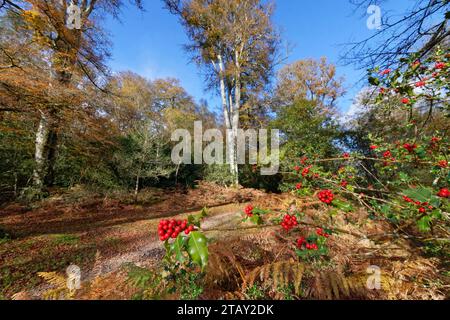 Gewöhnliche holly (Ilex aquifolium) Beeren auf einem Fußweg durch den New Forest, in der Nähe von Bramshaw, Hampshire, Großbritannien, November. Stockfoto