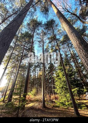 Pinien im Whitmoor Forest - Lapland UK, Ascot, England Stockfoto