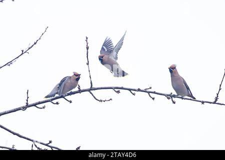 Wachsflügel (Bombycilla garrulus) zwei streitende Norfolk im November 2023 Stockfoto