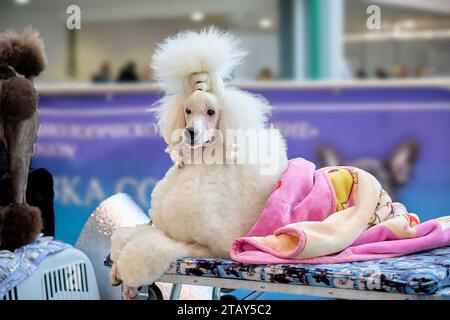 Der königliche große Pudel liegt auf dem Putztisch, bevor er auf der Hundeshow gezeigt wird Stockfoto