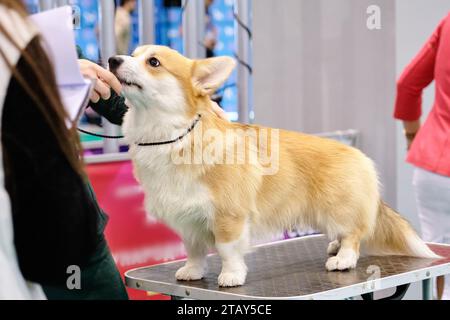 Ein Corgi-Hund in einem Regal während einer Inspektion auf einer Hundeschau Stockfoto