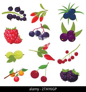 Set Beeren isoliert auf weißem Hintergrund - Johannisbeere, Kirsche, Himbeeren, rowan, Stachelbeere, Dogrose, blackberry Goji juniper Vector Illustration Stock Vektor