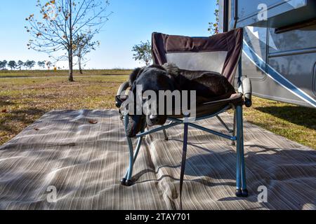 Das Konzept des Tierreisens als schwarzes Labor entspannt sich auf einem Stuhl auf seinem Campingplatz. Stockfoto