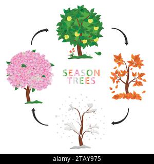 Baum in vier Jahreszeiten - Frühling, Sommer, Herbst, Winter. Sammlung von Apfelbäumen isoliert auf weißem Hintergrund. Bäume mit grünen und orangen Blättern Stock Vektor