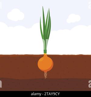 Zwiebel mit grünem Spross auf der Oberseite im Boden, frische organische Gemüsegarten Pflanze, die unterirdisch wächst, Cartoon flache Vektor-Illustration. Stock Vektor