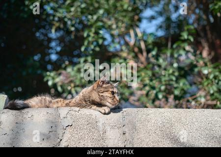Katze, die in der Altstadt an einer Wand ruht, in der Sonne genießt, Kopierraum für Konzept, Idee für Tierernährungswerbung Stockfoto
