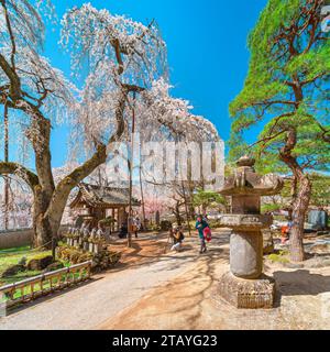 saitama, chichibu - 20. märz 2023: Shidarezakura weinende Kirschblüten und Kiefer mit Blick auf kasuga-Steinlaternen, Holztor und Jizo-Statuen i Stockfoto