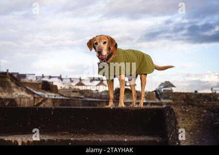 Ein Rotfuchs labrador mit grünem Fleecemantel, der auf dem Cullercoats Pier steht, mit schneebedeckten Dächern im Hintergrund Stockfoto