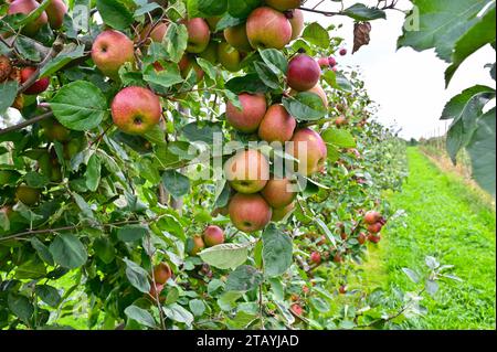 Apfelplantage im Alten Land südlich der Elbe westlich von Hamburg Stockfoto