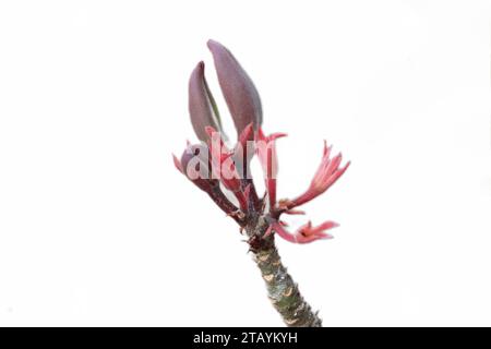 Nahaufnahme der japanischen Frangipani-Blumenfrucht mit dem lateinischen Namen Adenium obesum auf weißem Hintergrund Stockfoto