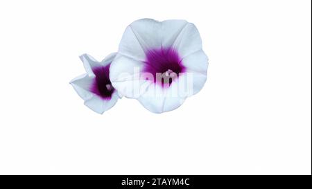 Nahaufnahme von Ipomoea Nil oder japanischen Morgenblumen, die blühen Stockfoto