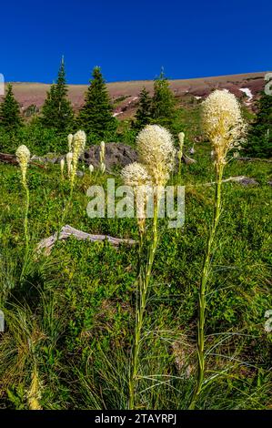 Ein kleiner Bärengrasklumpen (Xerophyllum tenax), der an einem exponierten Berghang in den Rocky Mountins im Süden Albertas wächst Stockfoto